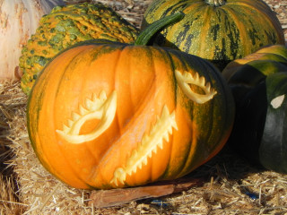 Bull Dog carved Pumpkin,  Nipomo Pumpkin Patch best carving idea